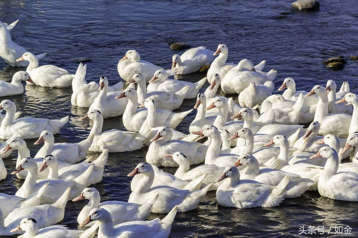 养殖鸭一年能产多少蛋,肉鸭一年养几批