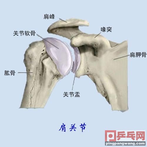 乒乓球运动保护膝盖最好护具,长期打乒乓球对肩部有什么损伤