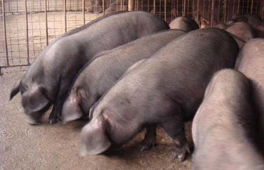 猪肛脱出怎么处理,猪肛门脱出怎么治疗
