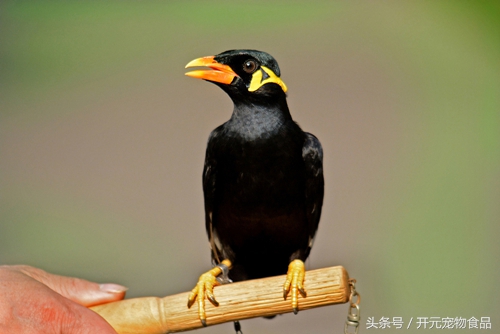 鹩哥鸟爱生病吗,鹩哥生病了怎么办