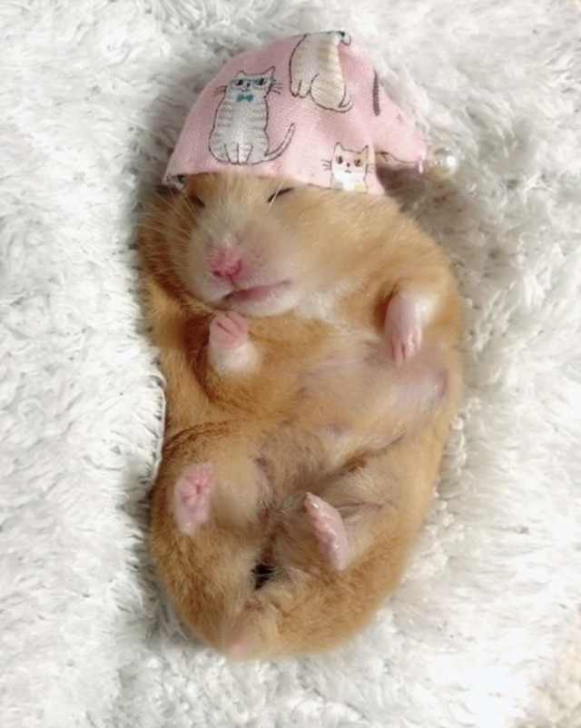 浠撻紶鍙埍钀屽寲,鍙埍鐨勫皬浠撻紶cosplay