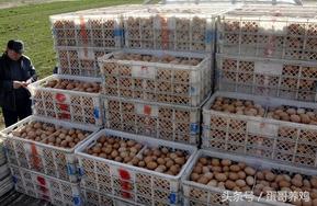 帮公司养鸡的利润与成本真实,帮公司代养鸡利润是多少