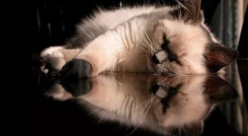 猫咪生病了怎么治疗,猫咪生病怎么办最好的方法