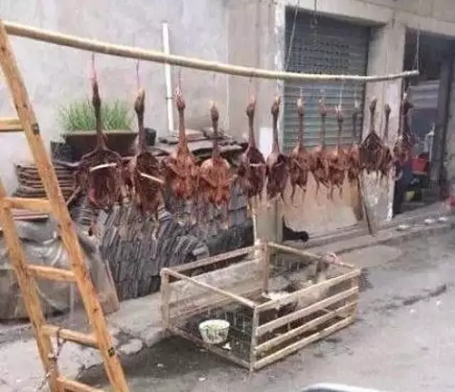 世嘉音响改装汽车音响,世嘉车载音响改装案例