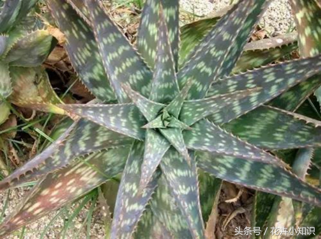 养了几年的芦荟,家里养的芦荟怎么食用