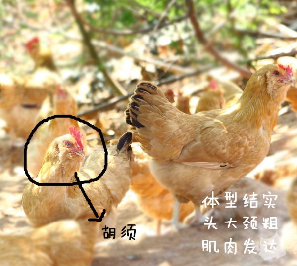 名鸡,广东名鸡实力榜