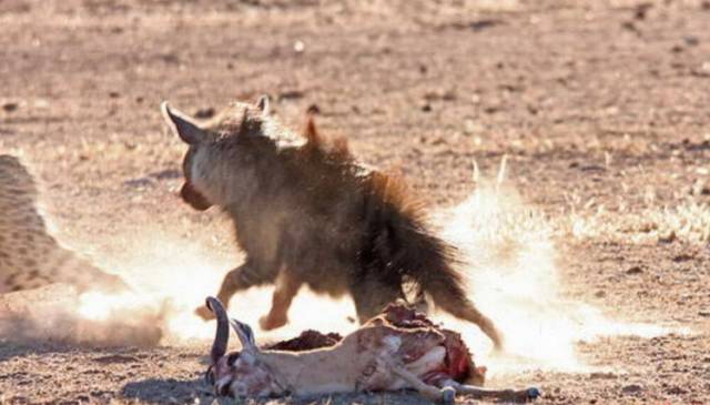 风情非洲｜肯尼亚，野性躁动之美