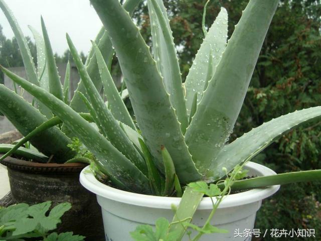 养了几年的芦荟,家里养的芦荟怎么食用