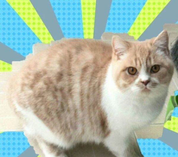 英短乳白猫重点色,英短灰白猫丁香色