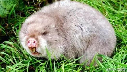 养老鼠有经济效益吗,竹鼠有什么经济效益