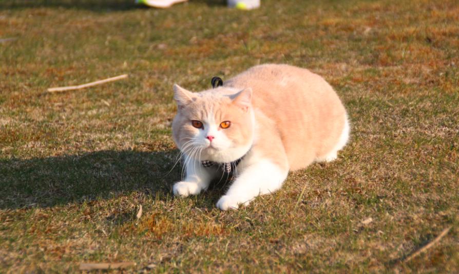 英短乳白猫重点色,英短灰白猫丁香色