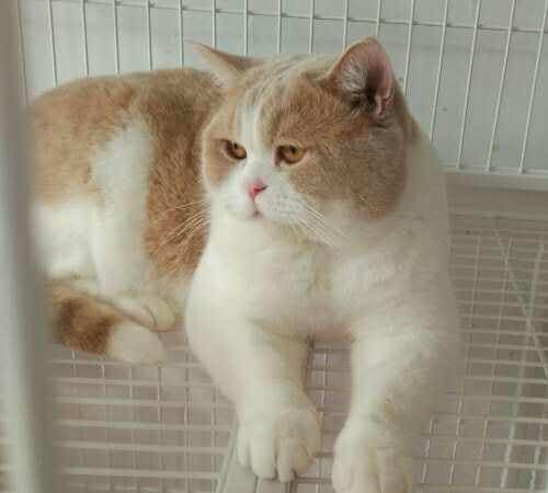 英短乳白猫重点色,英短灰白猫丁香色