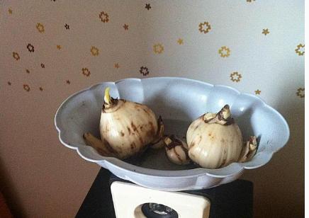 水仙种球是水培还是土培好,水仙种球什么时间上盆