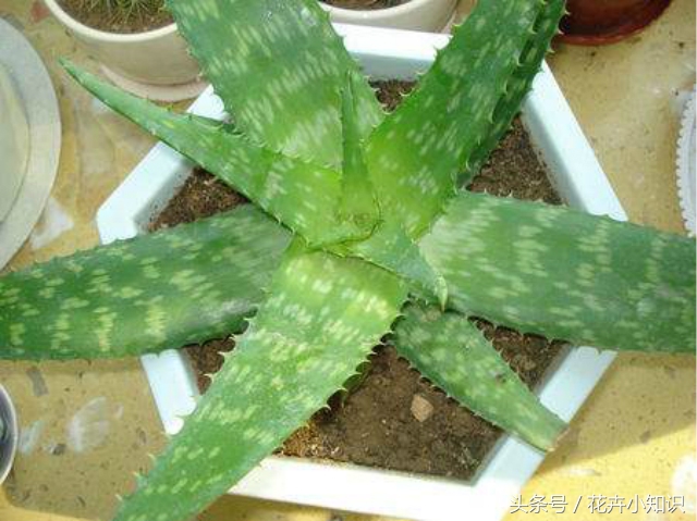 养了几年的芦荟,家里养的芦荟怎么食用