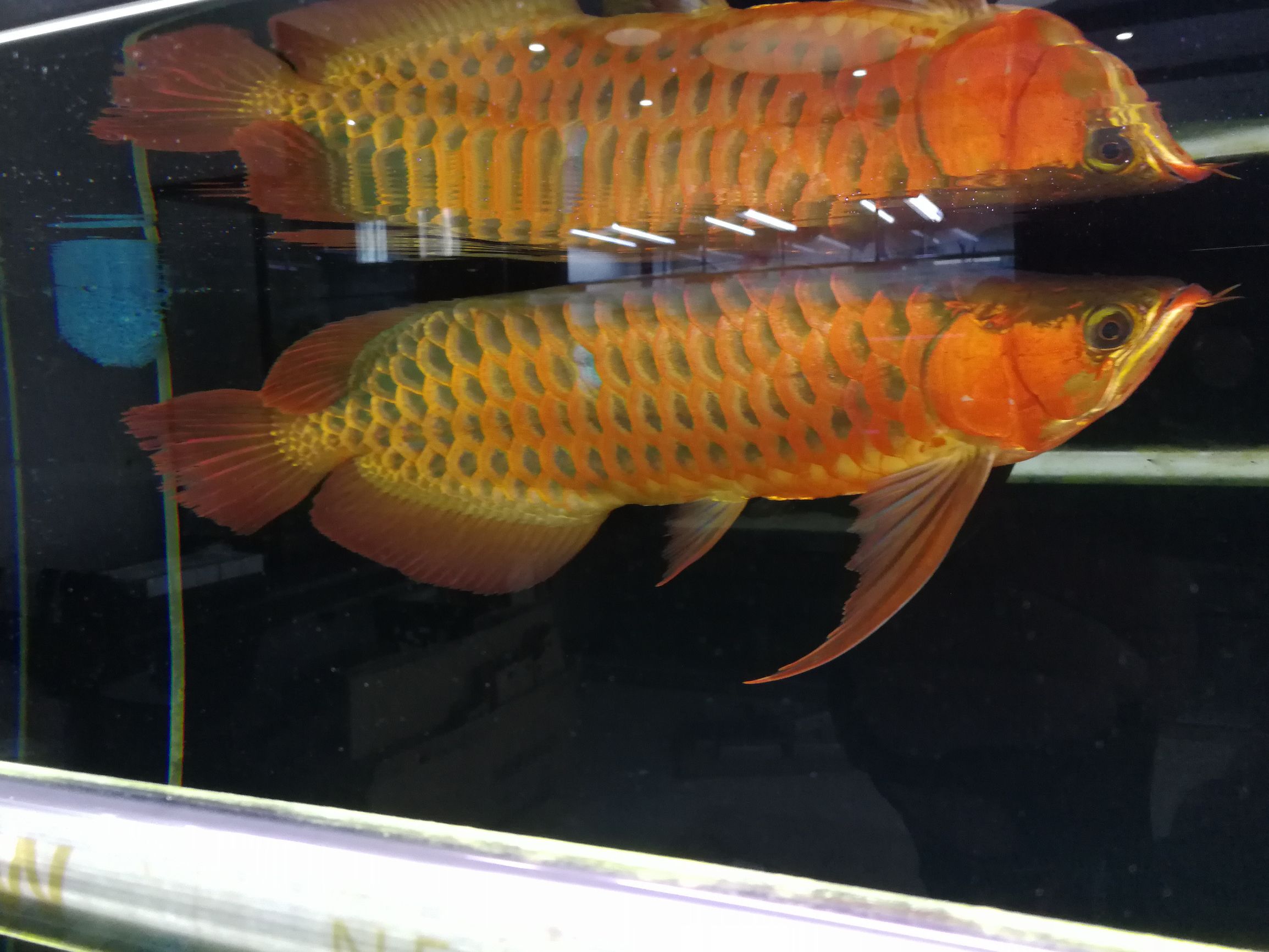 大墙鱼缸,40公分的缸养40的龙鱼