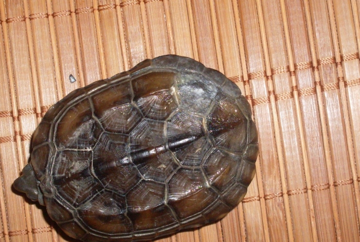 小病怎么治疗才有效,小病治疗常识大全