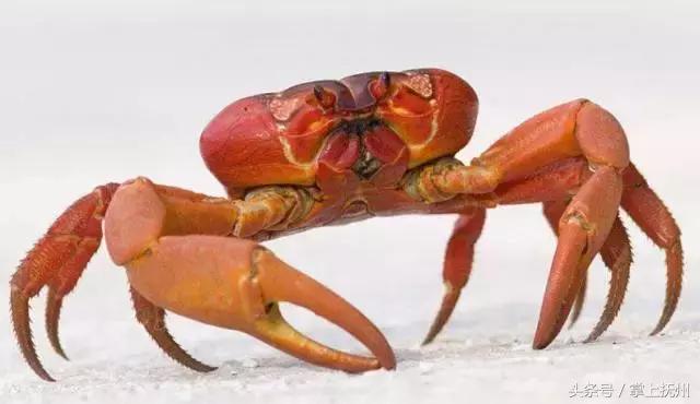 只有抚州话过了八级的人才能看懂！你看懂几个？