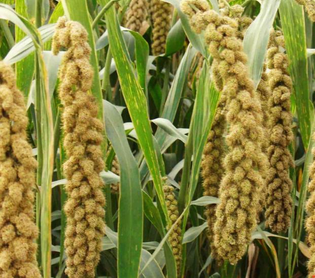 农村致富小投资项目有哪些,农村无需投资的10个赚钱项目