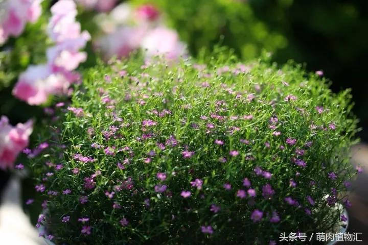 10月适合养的草花 (适合北方的春季草花)
