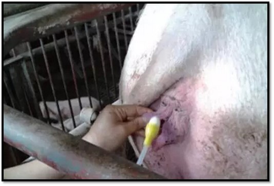 多数猪场用了这个产品后产子数直线下降，却找不到原因