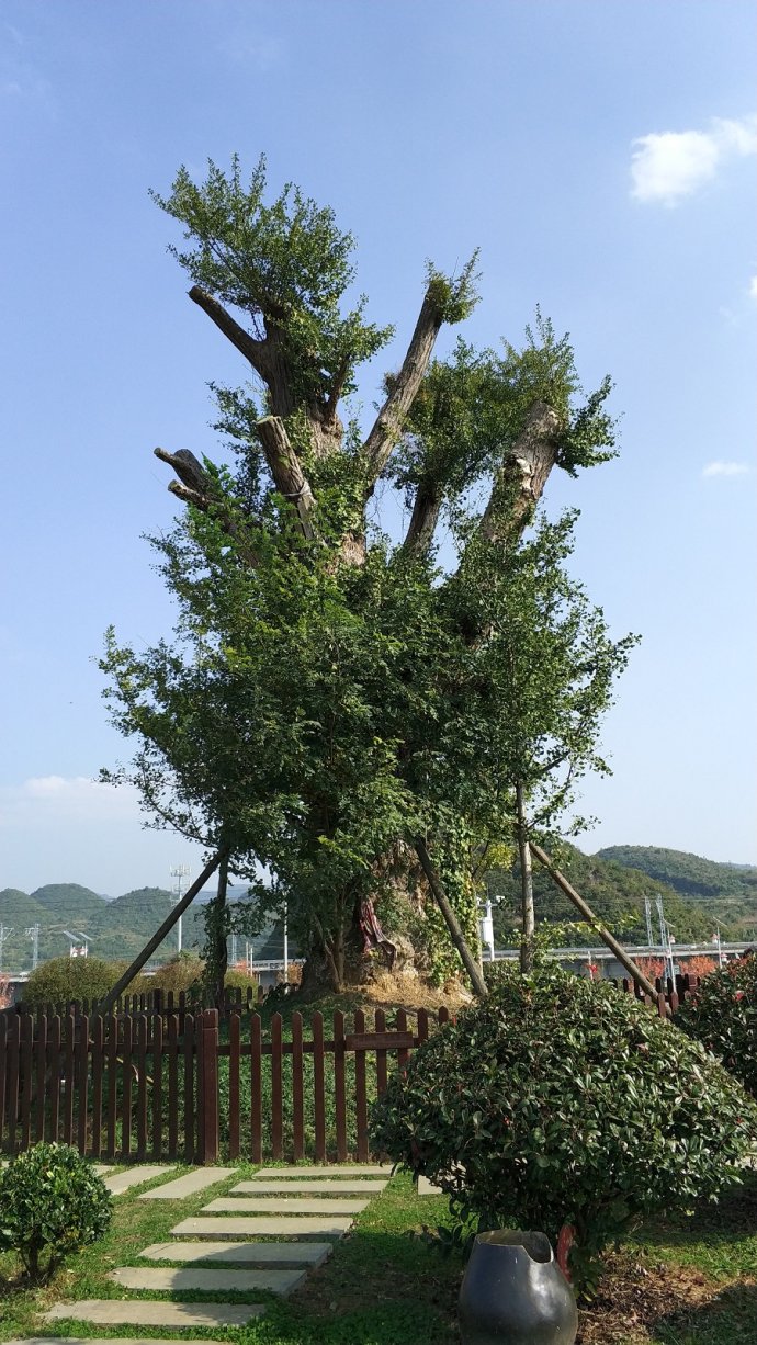 贵阳市乌当区千年银杏古树,贵阳蓬莱仙境景区银杏树