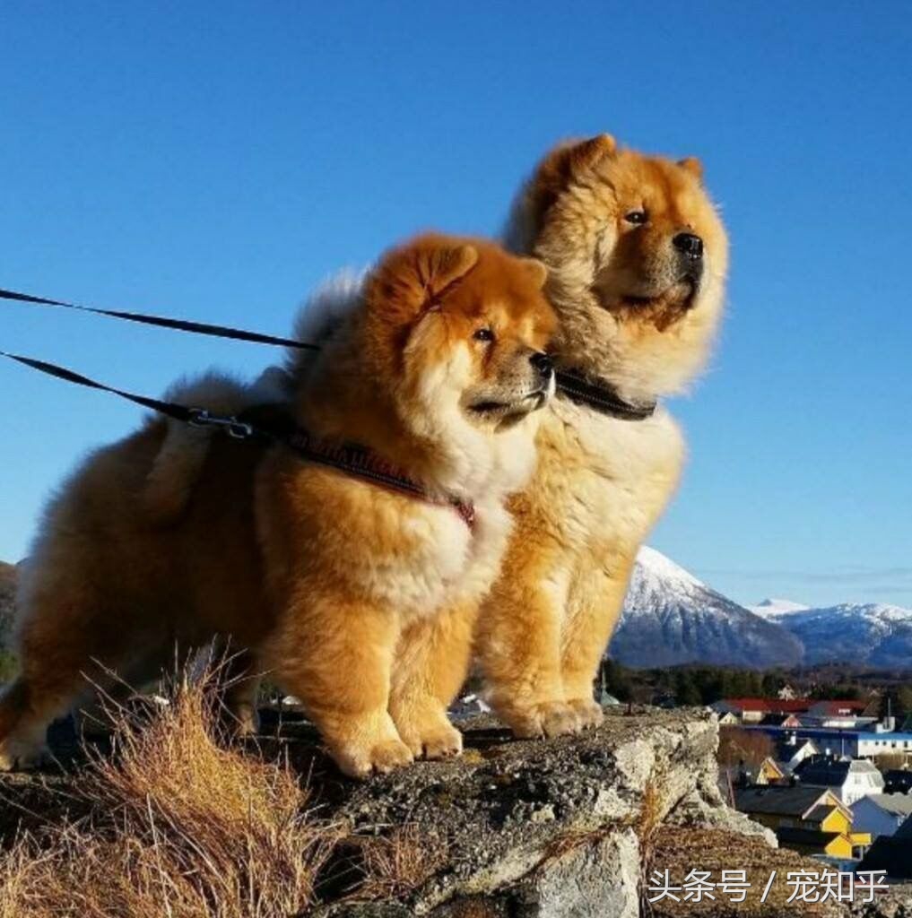 「盘点中国犬种」本土犬并不逊色，希望不要被遗忘