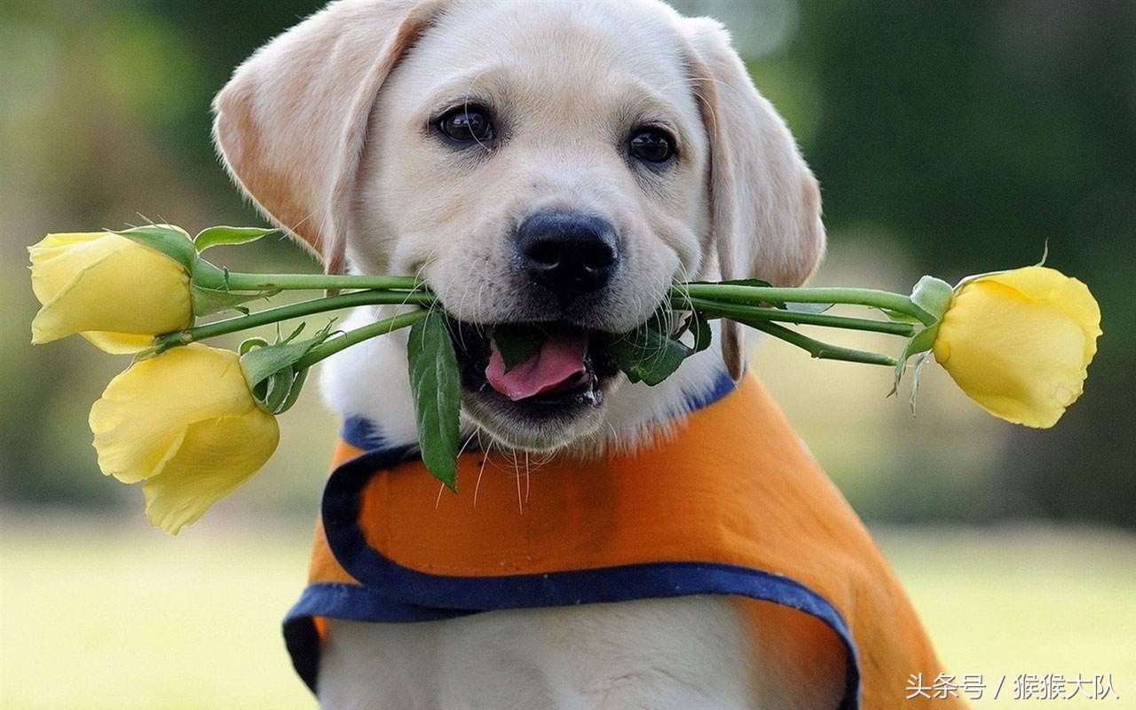 冷知识集合,狗爪爪的冷知识