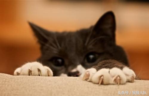 冷知识集合,狗爪爪的冷知识