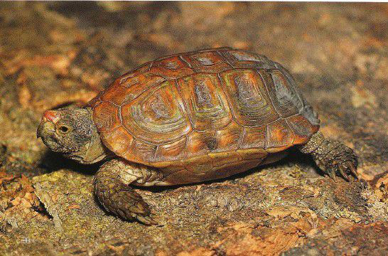 世界上体型最大的动物排行榜,世界十大体型最大的动物