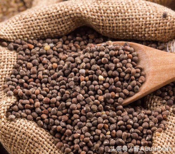 给孩子补充dha还需要补亚麻酸吗,想给孩子补充维生素和微量元素