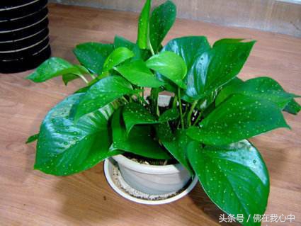 家里的植物长虫了,又不想打农药,可以试试这几种办法