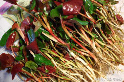 中国公认最好吃的六种野菜鱼腥草,不要钱的野菜随便挖