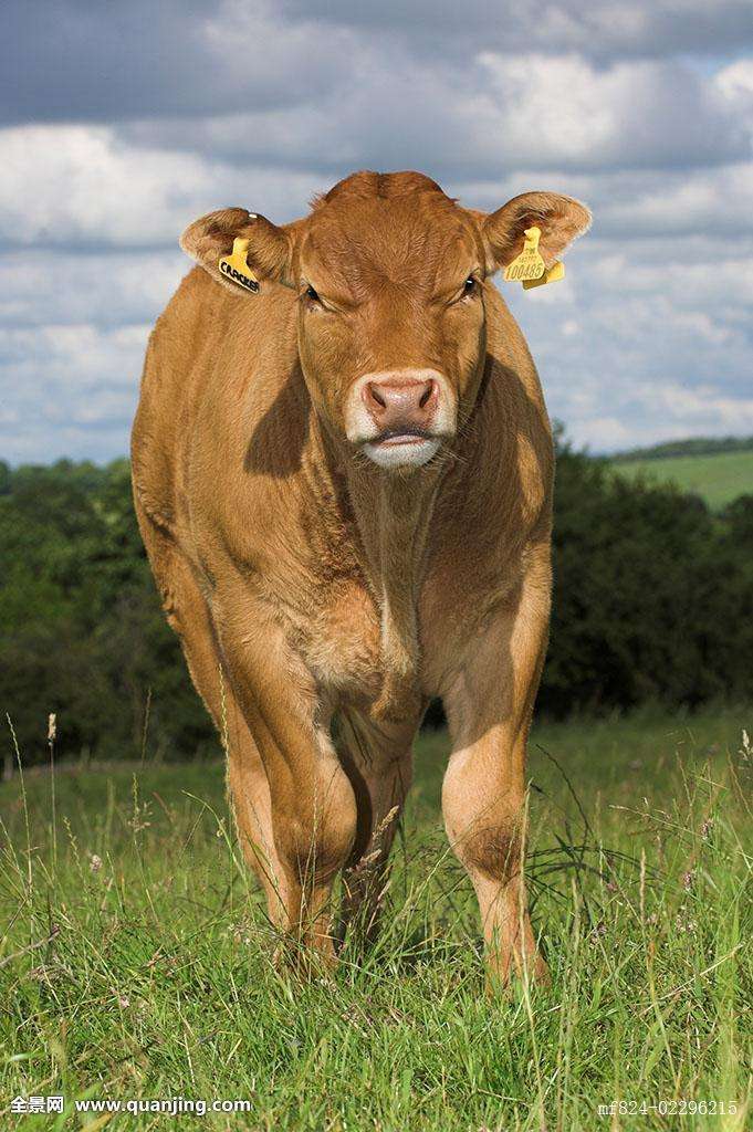 母牛胎衣不下的临床症状以及治疗方法！