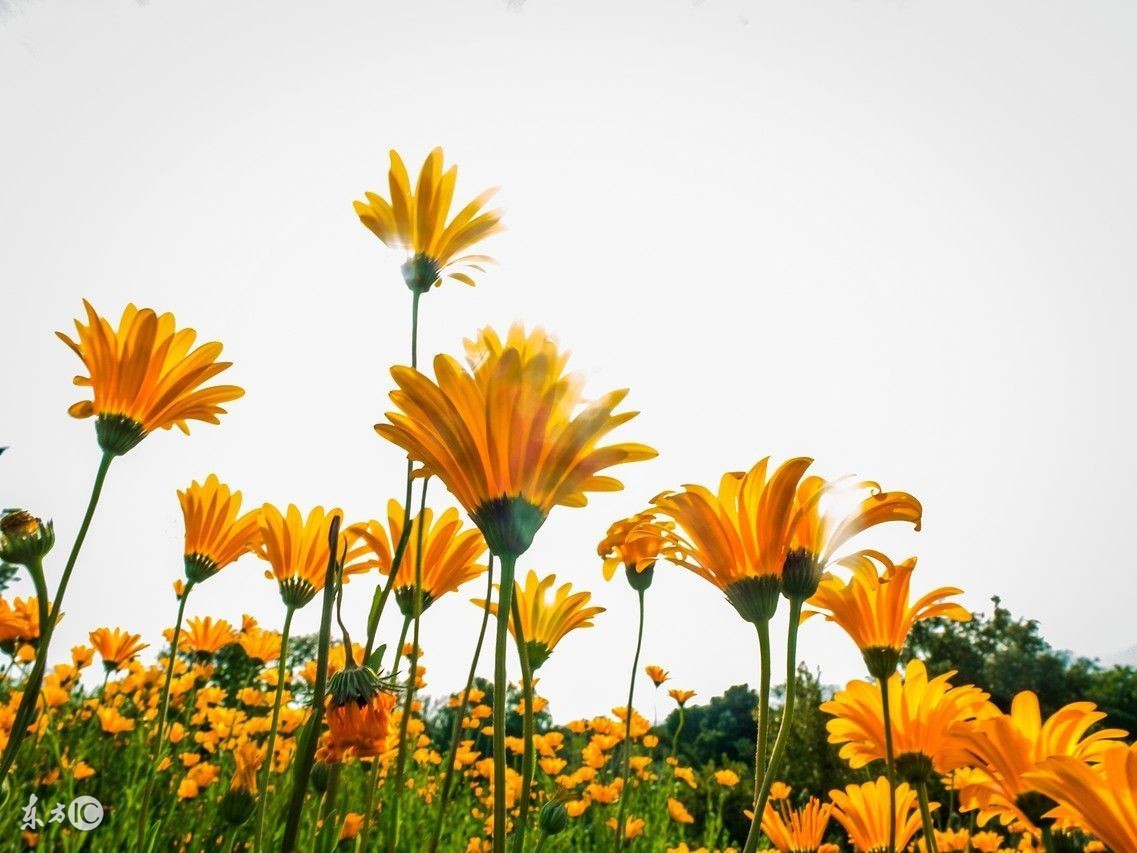 狗年六月运势及运程,70年狗到2018年十一月运气