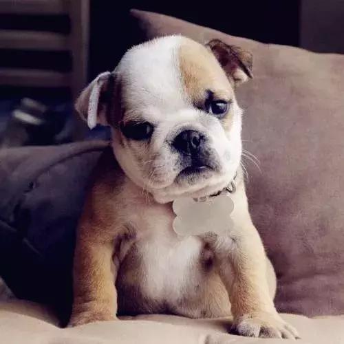 斗牛犬吃饭不嚼吗,为什么斗牛犬吃东西老是吐