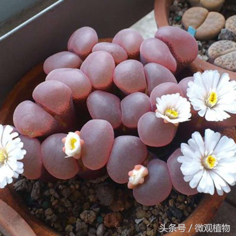 十大怪异多肉植物,像屁股的多肉植物