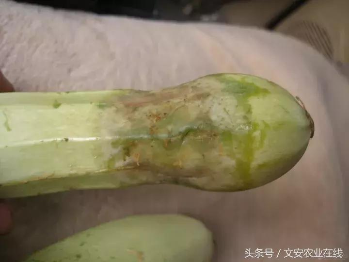 早疫病和晚疫病怎么区别,哪些病害属于晚疫病