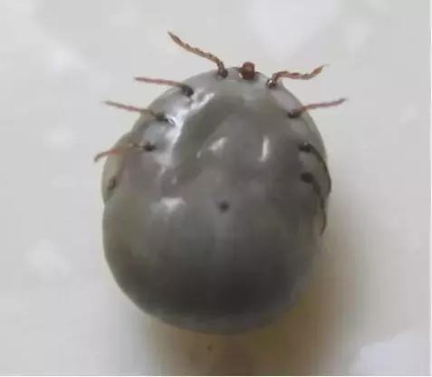 主子生病老不好，十有八九是因为没做这件事！