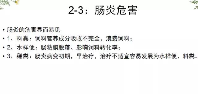 鸡肌胃炎和腺胃炎传染吗,鸡群腺胃炎的症状表现有哪些