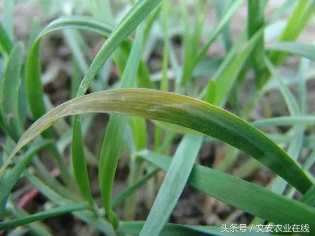 早疫病和晚疫病怎么区别,哪些病害属于晚疫病