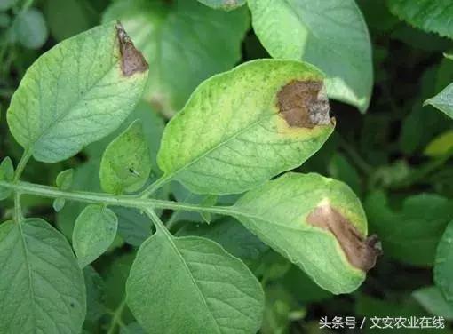 早疫病和晚疫病怎么区别,哪些病害属于晚疫病