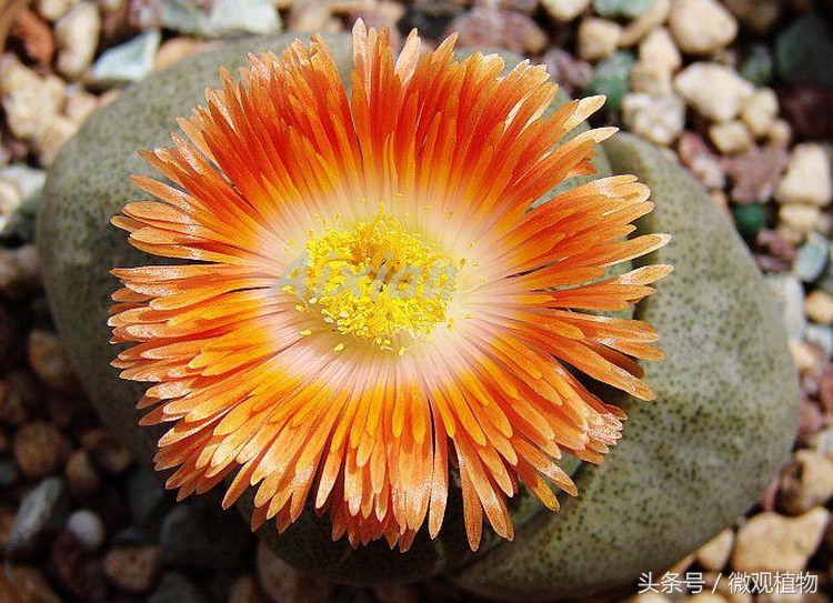 十大怪异多肉植物,像屁股的多肉植物