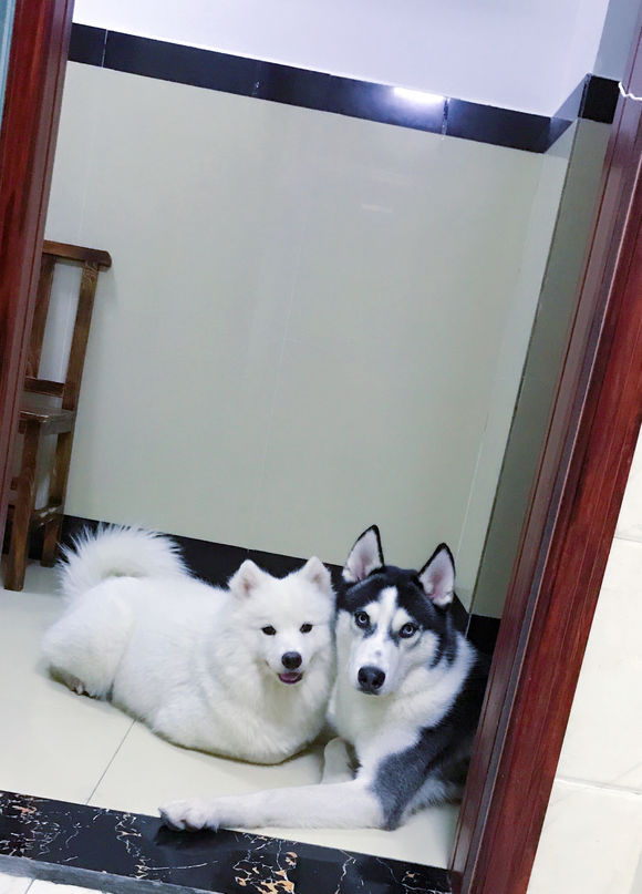 哈士奇被别的狗欺负了,哈士奇和萨摩耶的混种宝宝