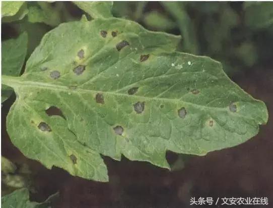 早疫病和晚疫病怎么区别,哪些病害属于晚疫病