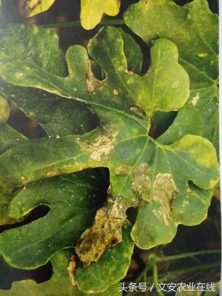 早疫病和晚疫病怎么区别,哪些病害属于晚疫病