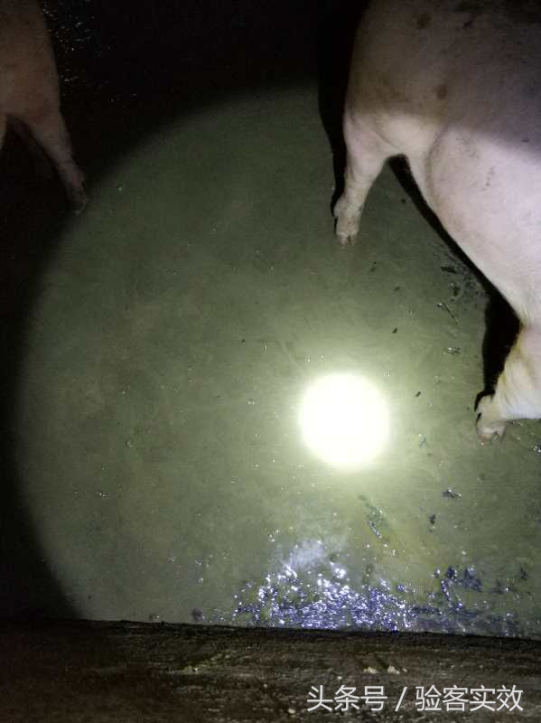 猪群腹泻严重怎么控制,仔猪病毒性腹泻最快解决方法