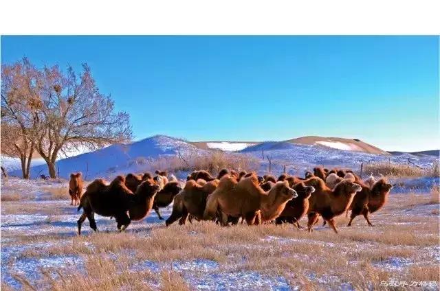 巴彦淖尔攻略,巴彦淖尔市内游玩攻略免费