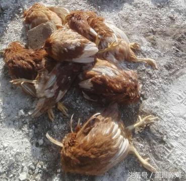 瘫鸡最怕什么病,大群鸡瘫痪症状图片