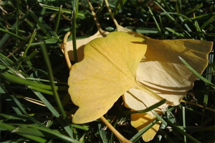 尼康j5各系列哪个值得入手,尼康j5最新视频