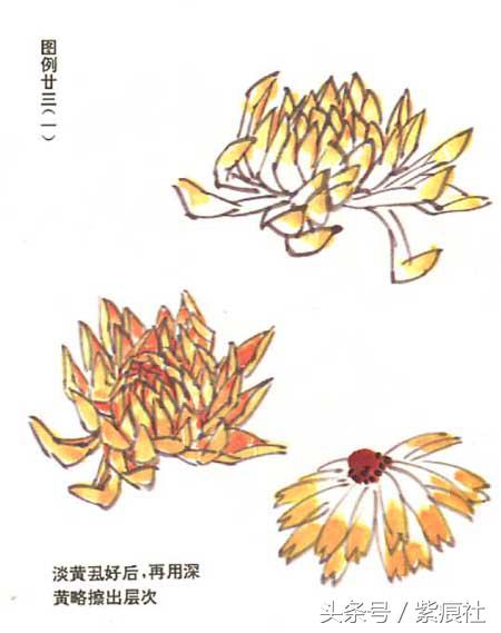 国画中球形菊花怎么画好看,名家画菊花的简单画法